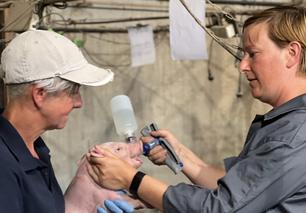 Bedrijf vermindert antibioticagebruik na spenen met 84%  