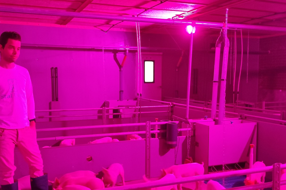 Nieuwe camera's en licht om het leven van varkens aangenamer te maken