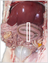 Bacteriële neonatale diarree: focus op Clostridium difficile 