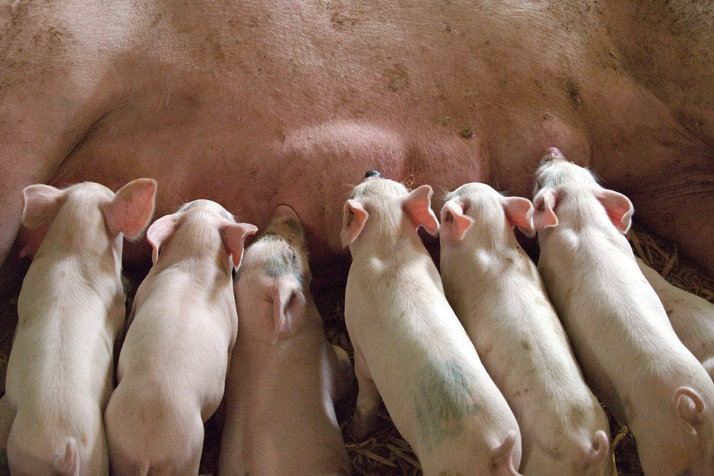 Onderzoekers bestrijden gezamenlijk antimicrobiële resistentie