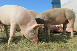 Uitbraak AVP bij biologisch varkensbedrijf in Baden-Württemberg