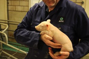 Diergezondheid van uw zeugen en biggen optimaliseren met AHV