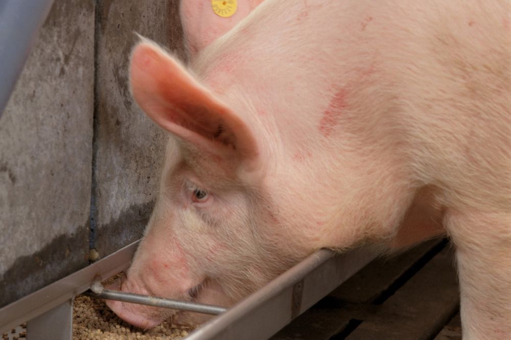 Hogere voerprijzen; neem PIA onder de loep