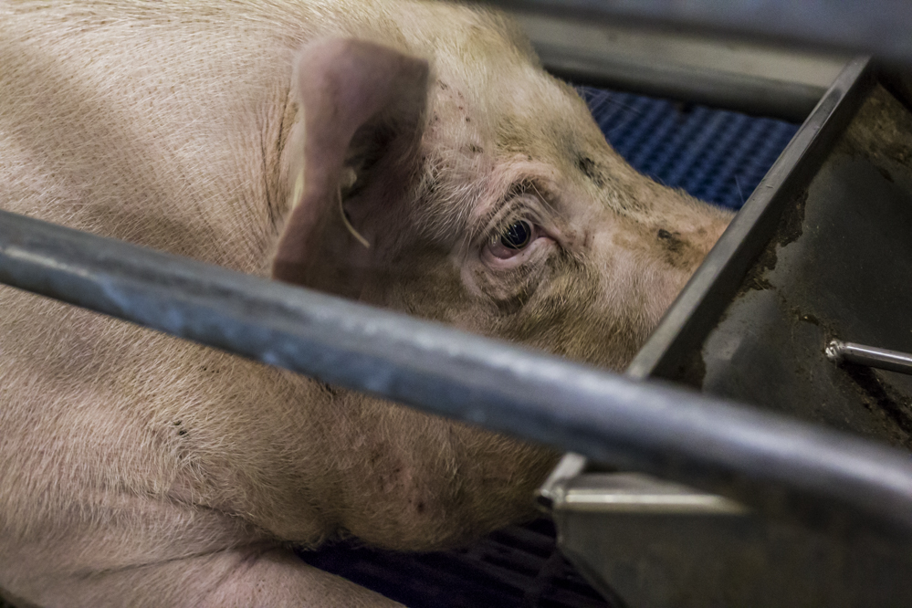 Lysine in late dracht verbetert ontwikkeling uierklieren