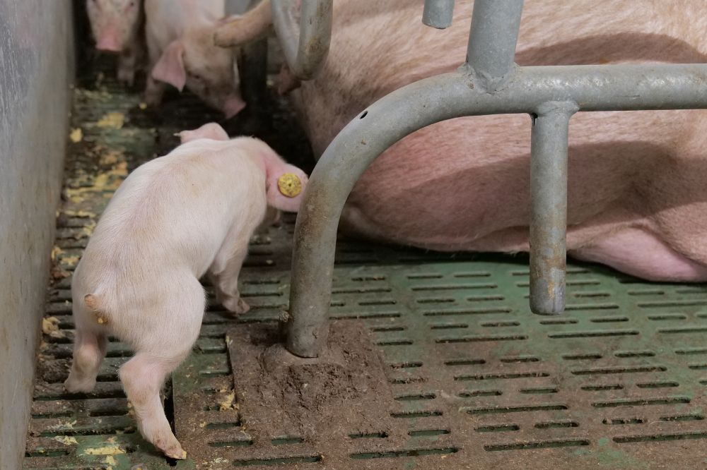 Nieuwe techniek voor coccidiose onderzoek!