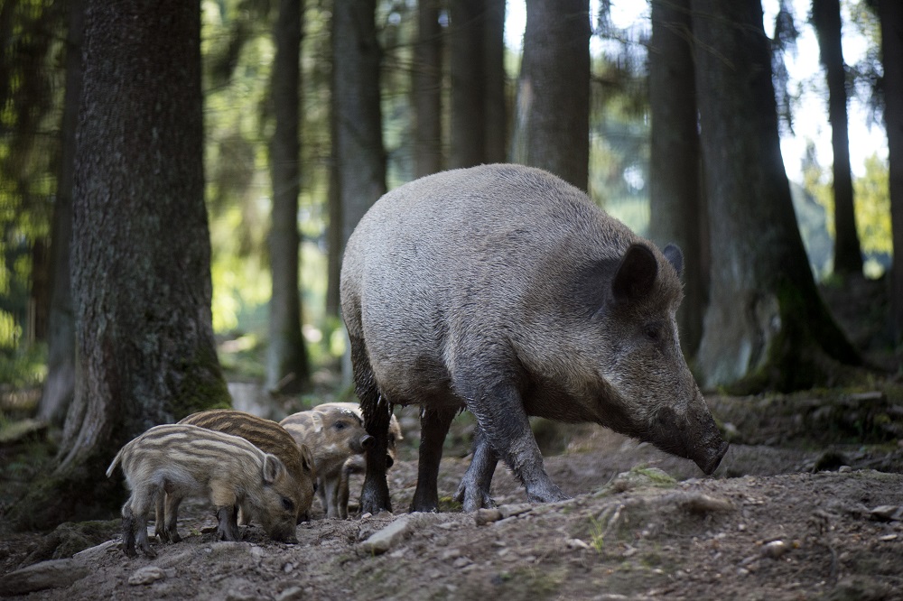 Maatregelen tegen contact met wilde dieren