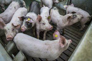 Achtste Trefdag VarkensAcademie steekt hart onder de riem