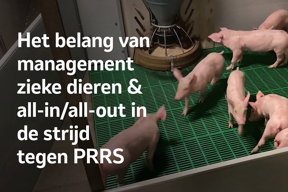 Video: Hoe houd je PRRS buiten de (stal)deur?