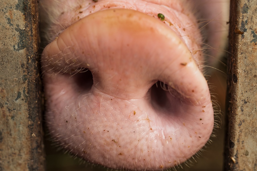 Varkenshouderij blijft groeien