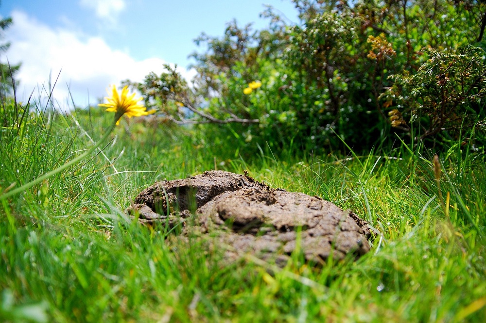 Landbouworganisaties sluiten principe-mestakkoord