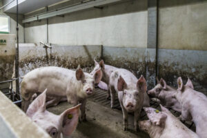 Rabobank verwacht daling in vraag en aanbod vleesvarkens