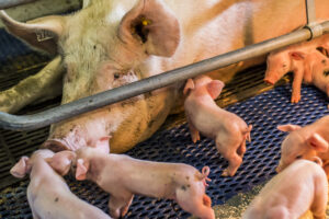 Versterking financiering voor meer dierenwelzijn