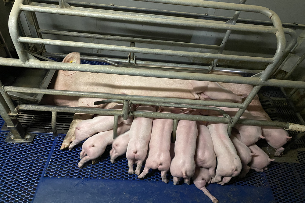 In drie jaar tijd van twaalf naar veertien afgeleverde biggen per toom