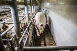 Wetgeving rondom castreren, welke opties zijn toegestaan en welke niet?