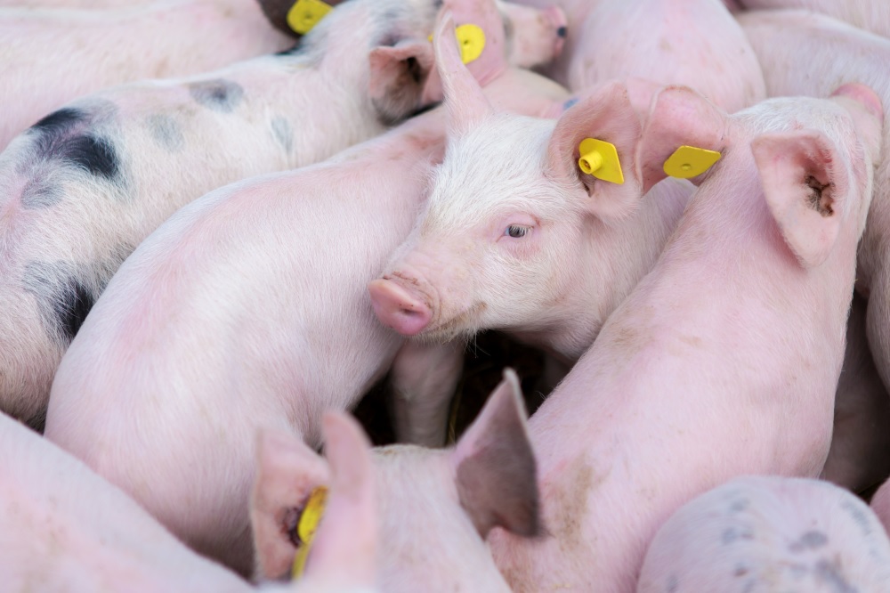 Hoe voorkom je griep bij uw varkens?