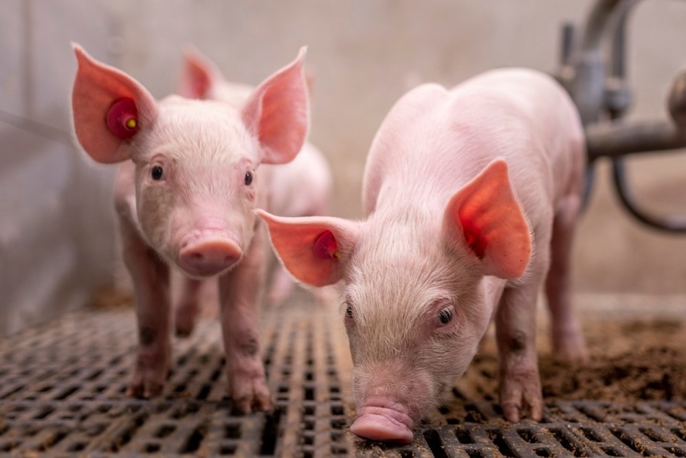 Welke bacteriële ziektekiemen zijn er in het PRDC?