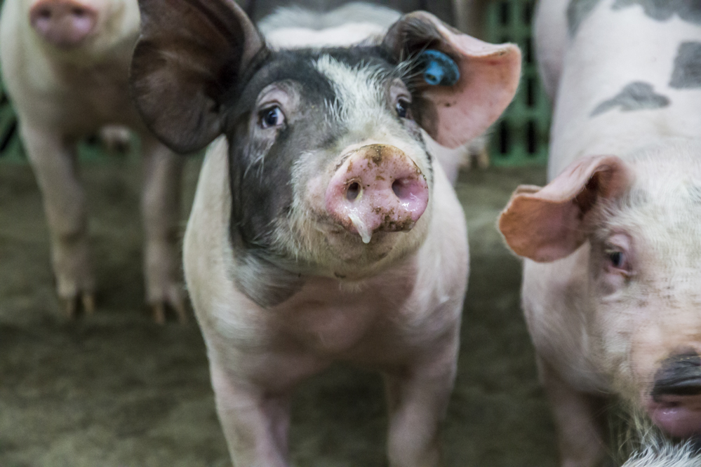 Voeropname big kan niet vroeg genoeg beginnen