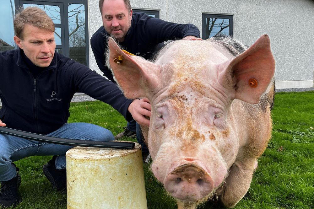 Uitreiking Gouden Piétrain award op de Agridagen in Ravels