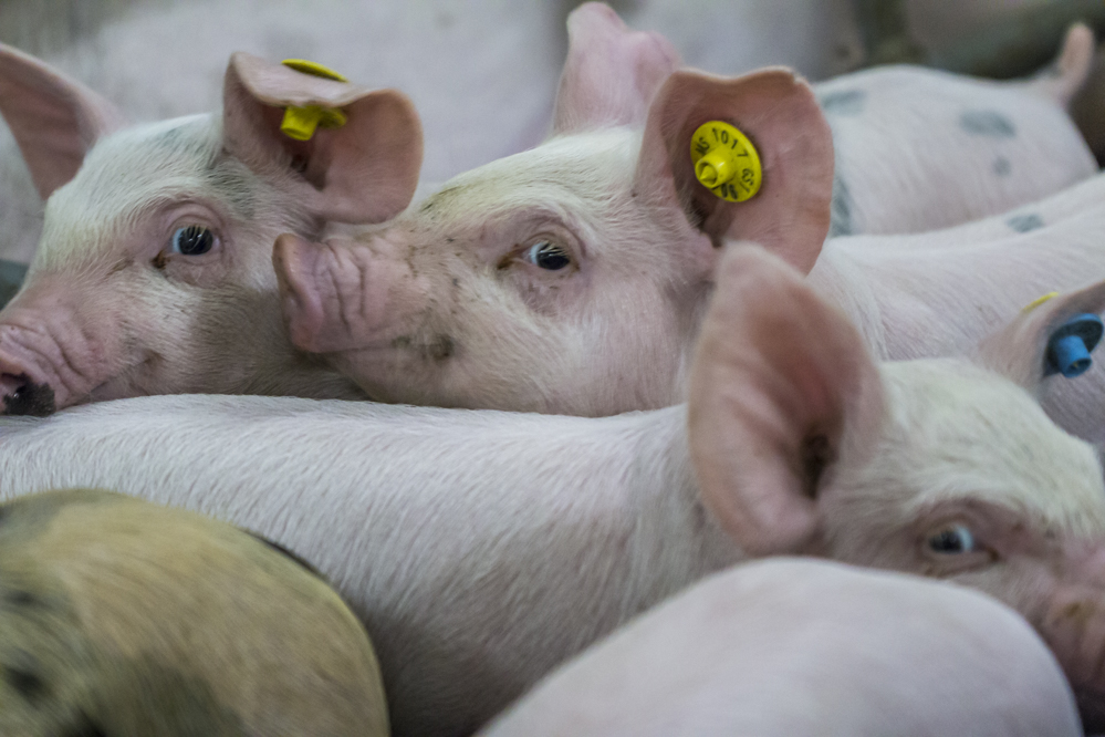 Dierwelzijn opgenomen in grondwet: slechts symboliek of bedreiging?