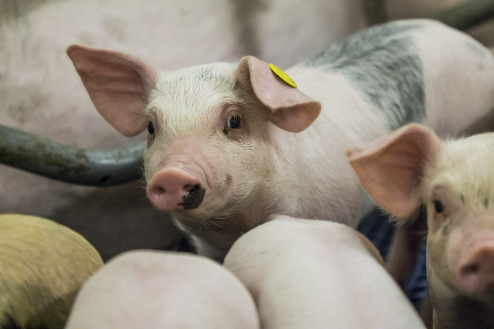 uniformiteit tussen vleesvarkens