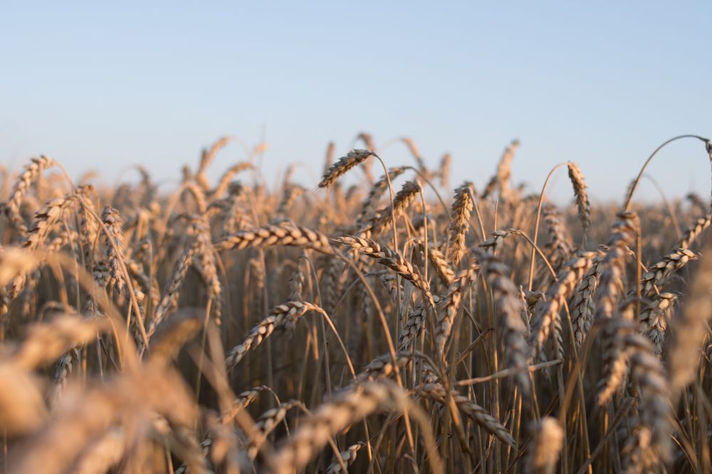 Indexcijfer landbouwprijzen in januari 5,2% lager dan afgelopen jaar