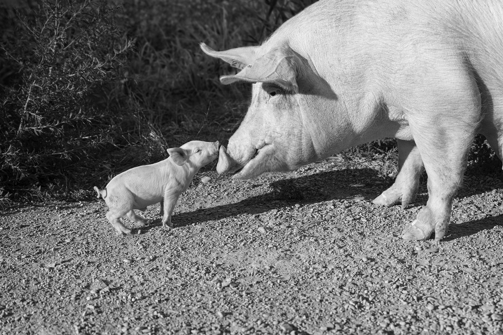 Bacteriële kraamstaldiarree vergt een efficiënte aanpak