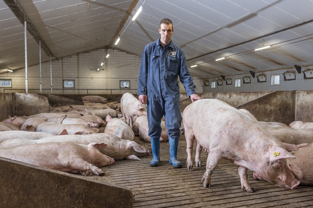 Minder injecties? Meer voordeel voor zeug en varkenshouder