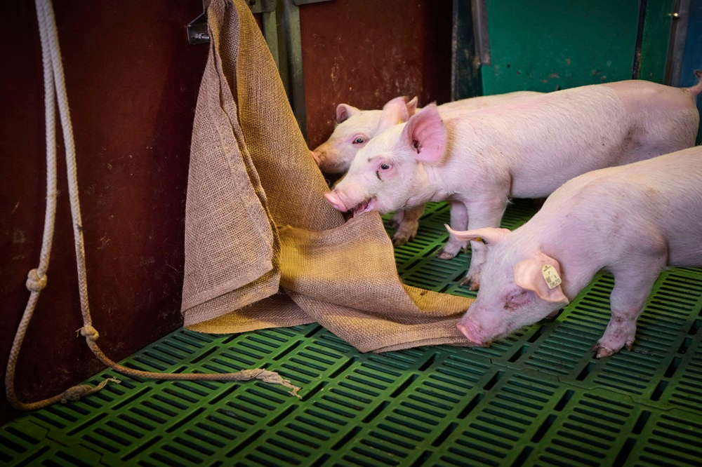 WELKE EISEN WORDEN ER NU PRECIES GESTELD AAN HOKVERRIJKING1234