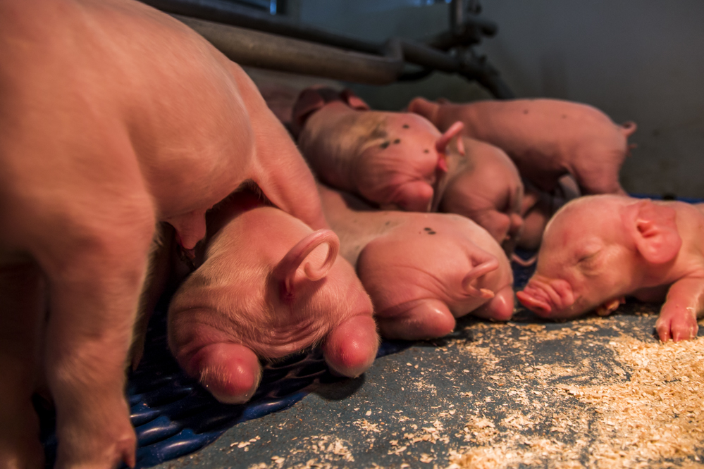 4 tips voor een goede voeropname in de biggenstal